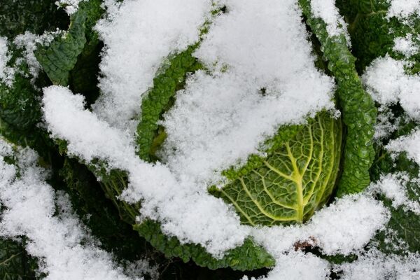 Weißer und grüner Spargel
