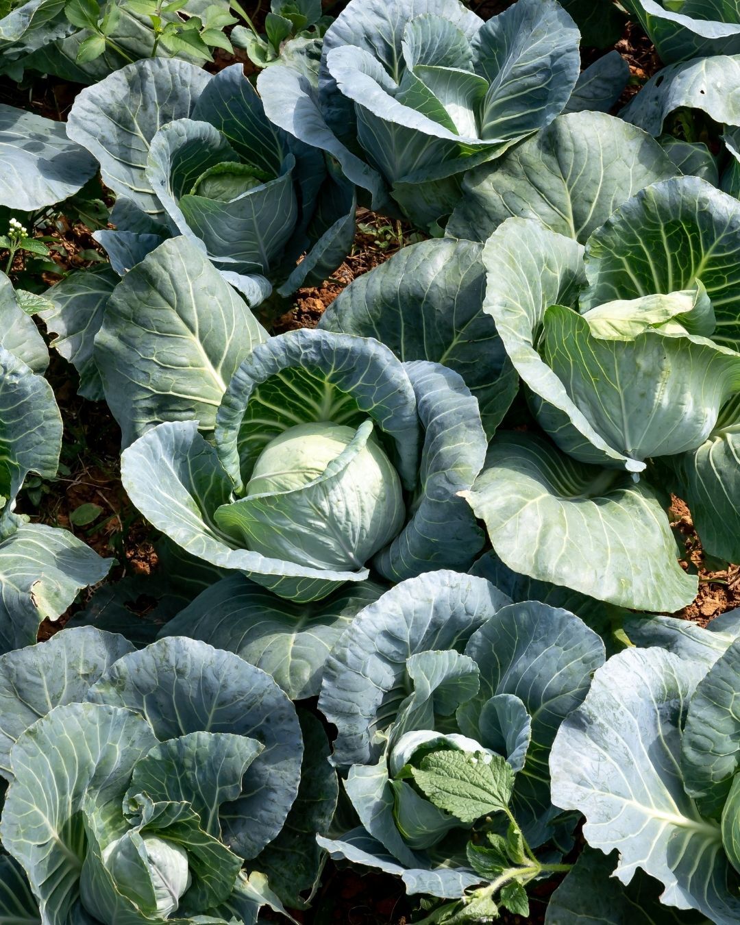 Frischer weißer Spargel und leuchtend rote Erdbeeren dekorativ in einem geflochtenen Korb auf Holzuntergrund