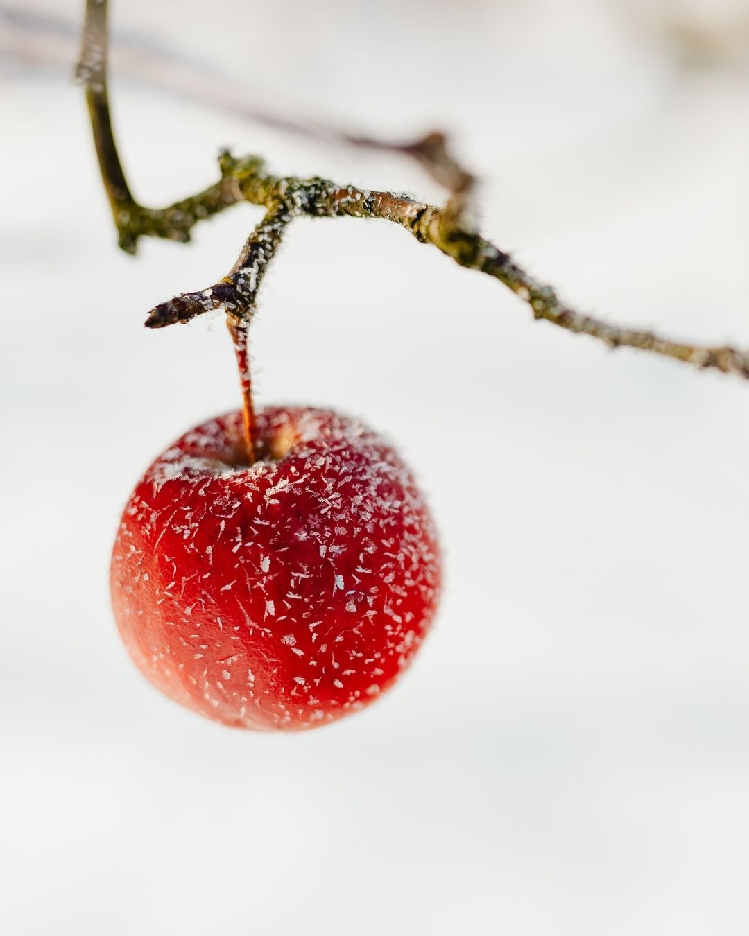 Erdbeeren nebeneinander