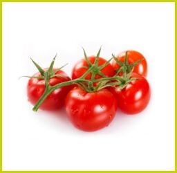 Rote Tomaten an einer grünen Rispe auf weißem Hintergrund, glänzend und reif