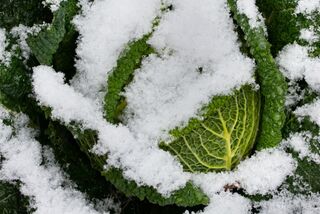Weißer und grüner Spargel