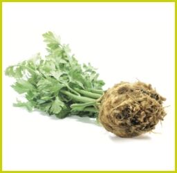 Frischer Knollensellerie mit erdiger Wurzelknolle und grünen Blättern auf weißem Hintergrund