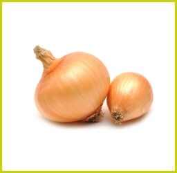 Zwei goldgelbe Zwiebeln mit trockener Schale auf weißem Hintergrund nebeneinander liegend