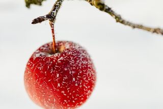 Erdbeeren nebeneinander