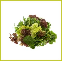 Verschiedene grüne und rote Blattsalate als frischer Salatmix auf weißem Hintergrund