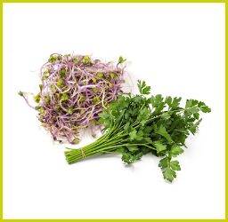 Bund glatte Petersilie und lilafarbene Gemüsesprossen auf weißem Hintergrund