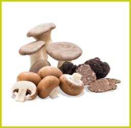 Frische Kräuterseitlinge, braune Champignons und schwarze Trüffelscheiben auf weißem Hintergrund
