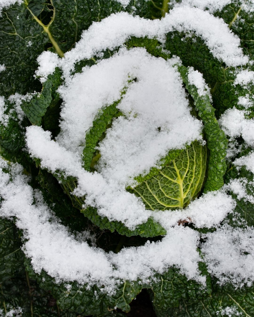 Weißer und grüner Spargel