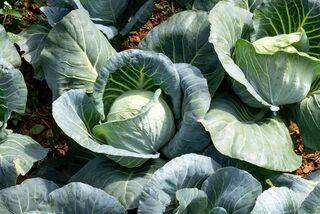 Frischer weißer Spargel und leuchtend rote Erdbeeren dekorativ in einem geflochtenen Korb auf Holzuntergrund