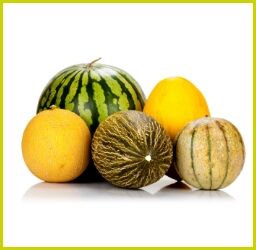 Fünf verschiedene Melonensorten, darunter Wassermelone, Honigmelone und Netzmelone, nebeneinander auf weißem Hintergrund